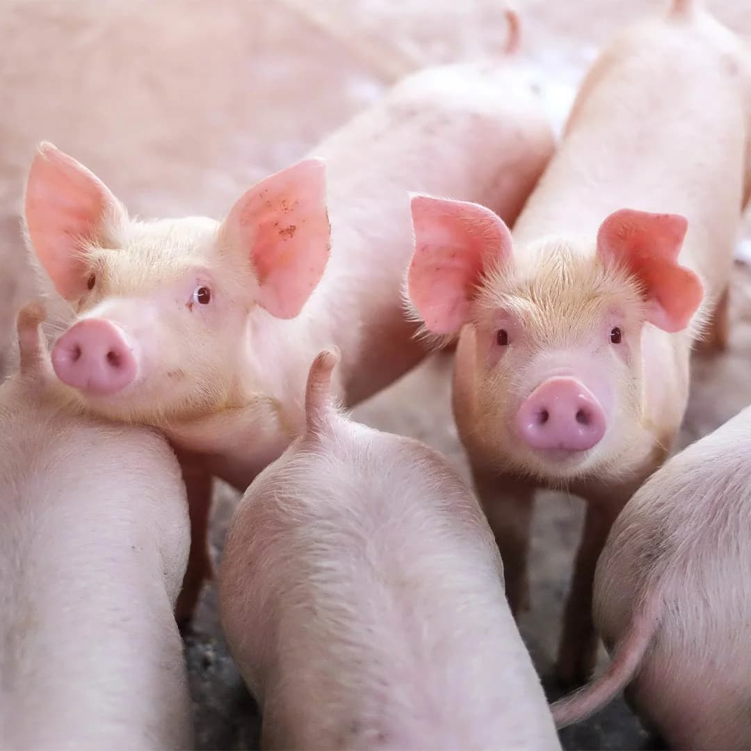 کلون سازی خوک‌ ها برای اولین بار با هوش مصنوعی امکان‌پذیر شد